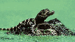 gator1.gif 150x85