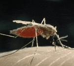 mosquito.gif 150x133