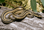 snake.gif 150x104