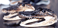 gatorheads.gif 200x98