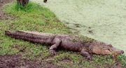 Alligator