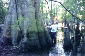 bigtree.gif 324x215