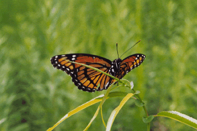 Butterfly Picture