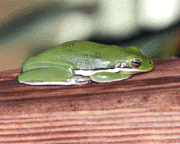 Tree Frog