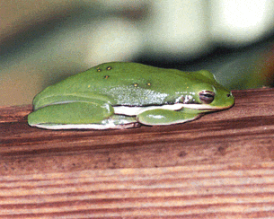 frogfull.gif 305x244