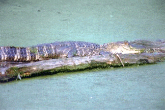 gator.gif 324x215