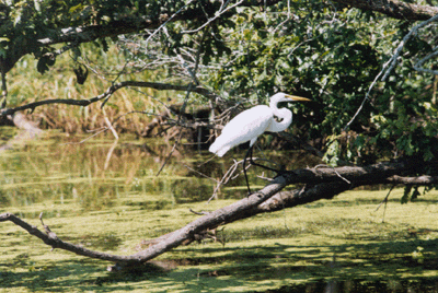 Heron Picture