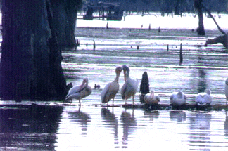 pelicans.gif 324x215